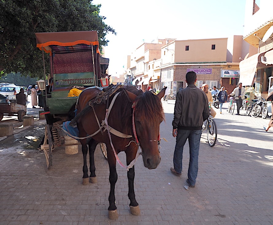 les calèches du marché berbère de Taroudant