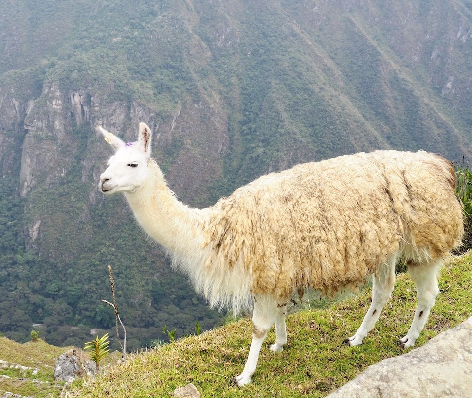 Le lama du Machu Picchu