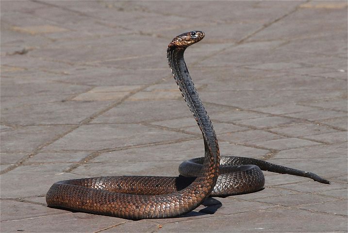 le serpent de la place Jeama el Fnah