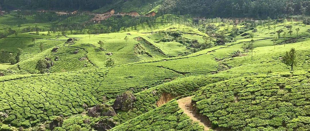Inde du Sud: Munnar la capitale du thé du Kérala
