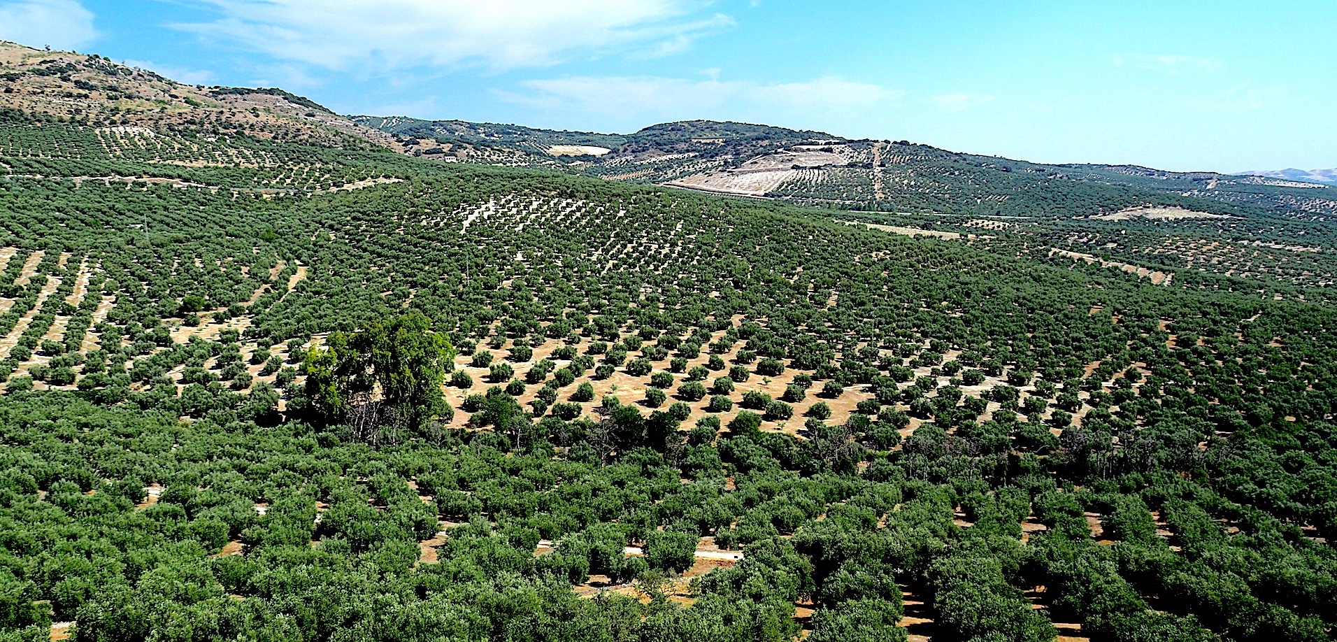 champs d'oliviers en Andalousie