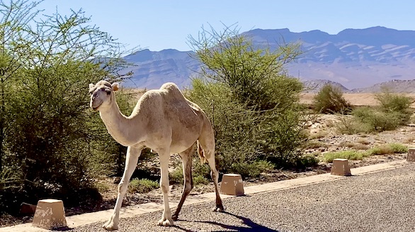 chameaux dans le désert du sud marocain