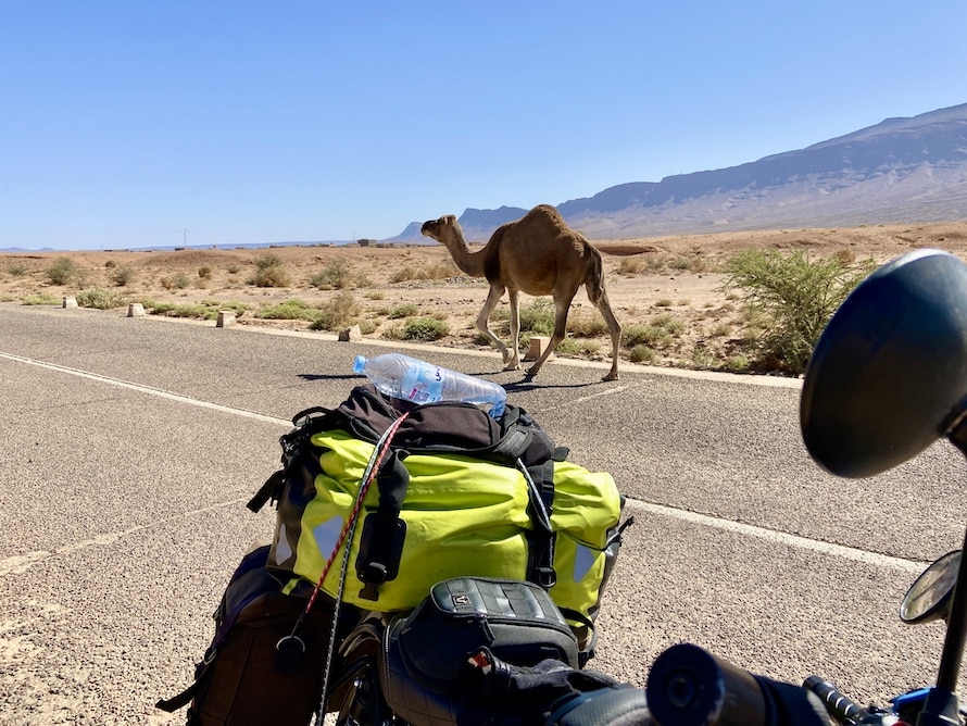 chameaux dans le désert du sud marocain
