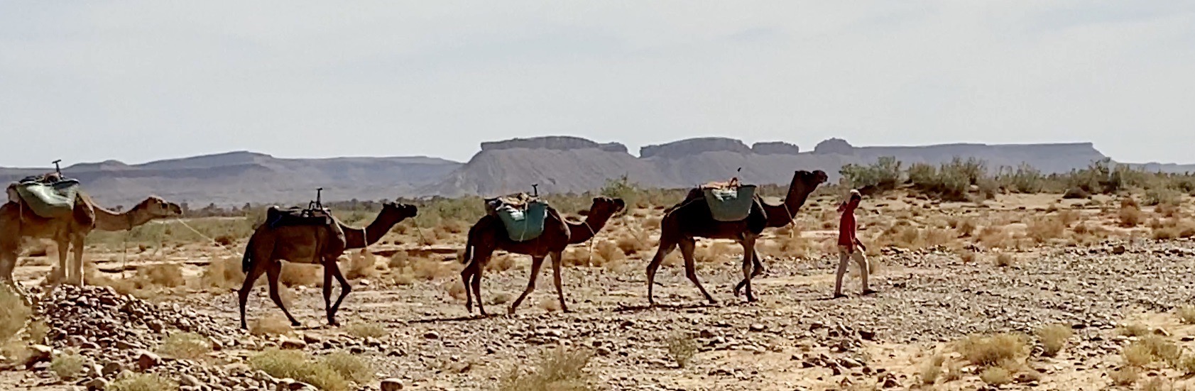 chameaux de la vallée du Drâa-Tafilalet