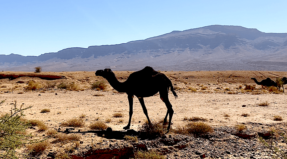 chameau dans le désert marocain