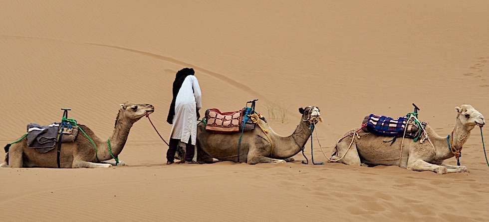 chameaux dans le désert de Mahmid